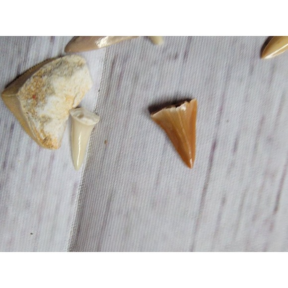 Shark Teeth Fossil Science Crafting Lot - Picture 3 of 5